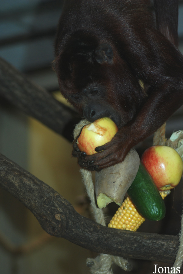 Alouatta seniculus