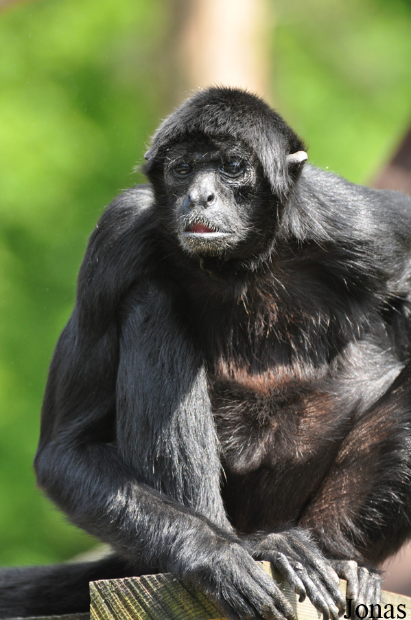Ateles fusciceps robustus