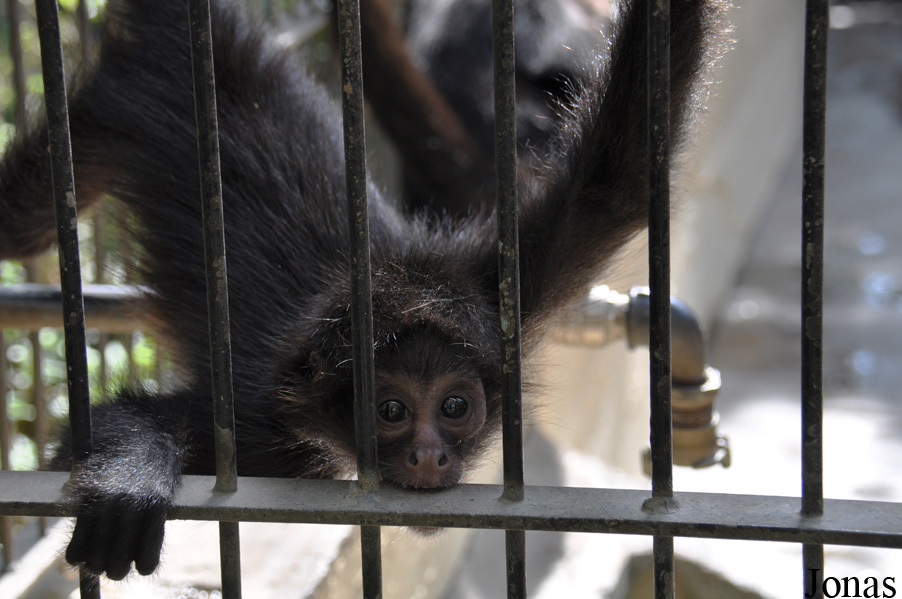 Ateles fusciceps robustus
