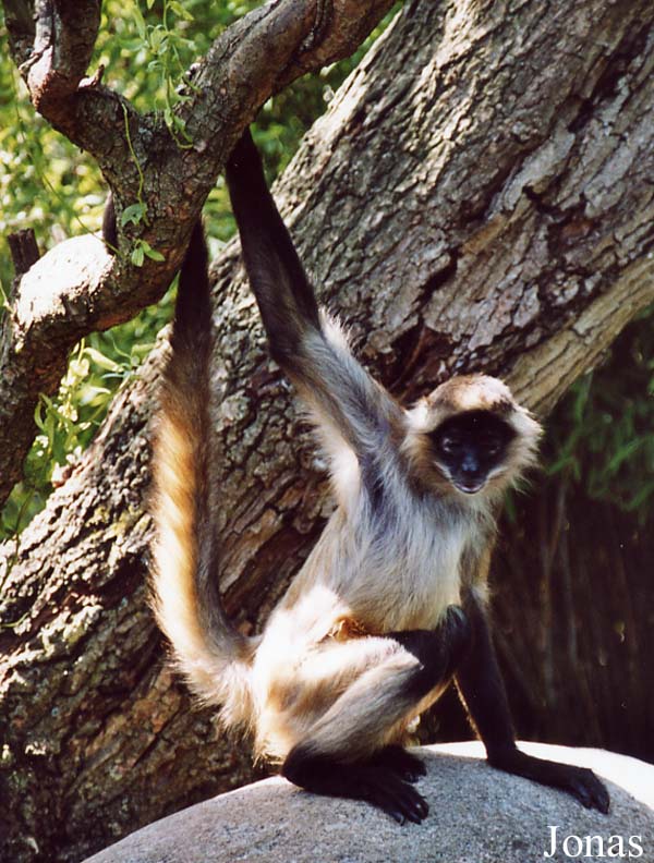 Ateles geoffroyi