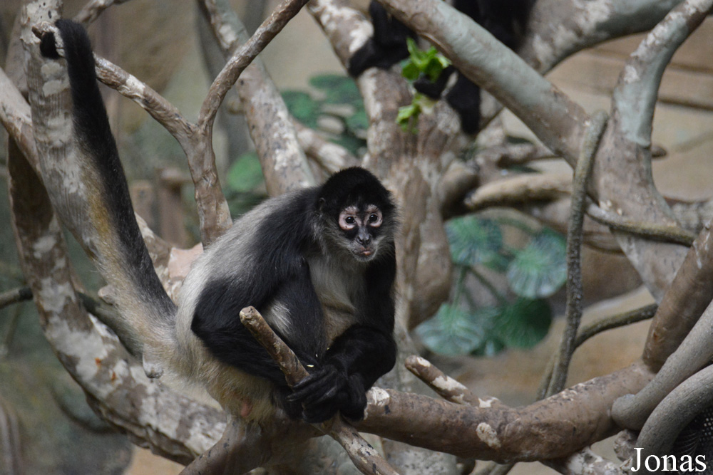 Ateles geoffroyi