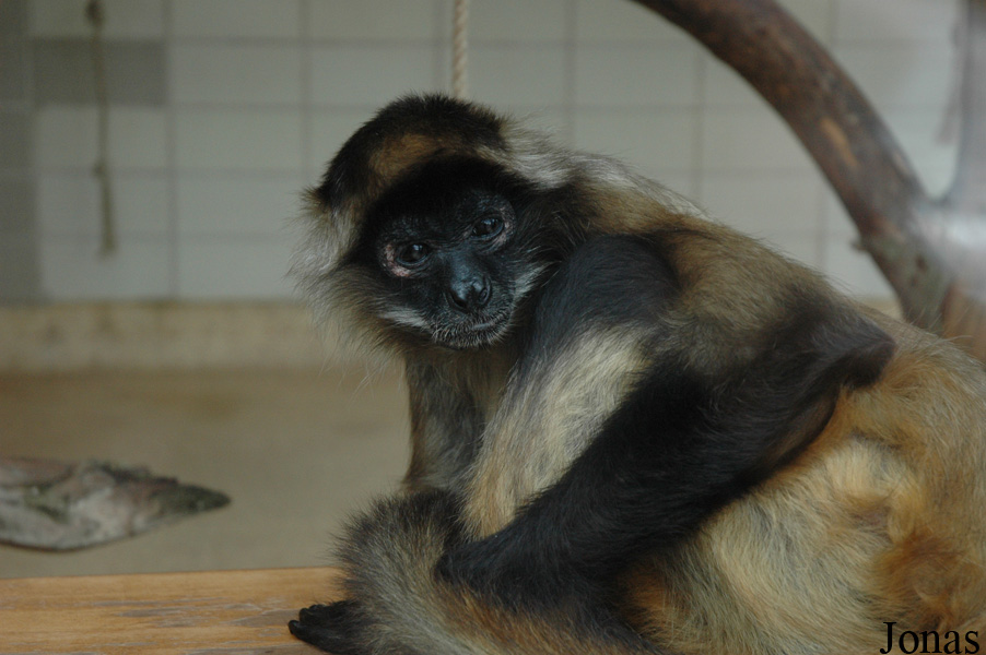 Ateles geoffroyi