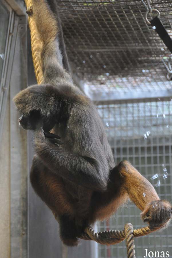 Ateles geoffroyi