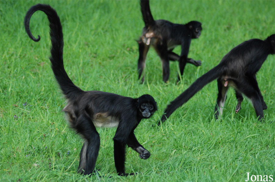Ateles geoffroyi vellerosus