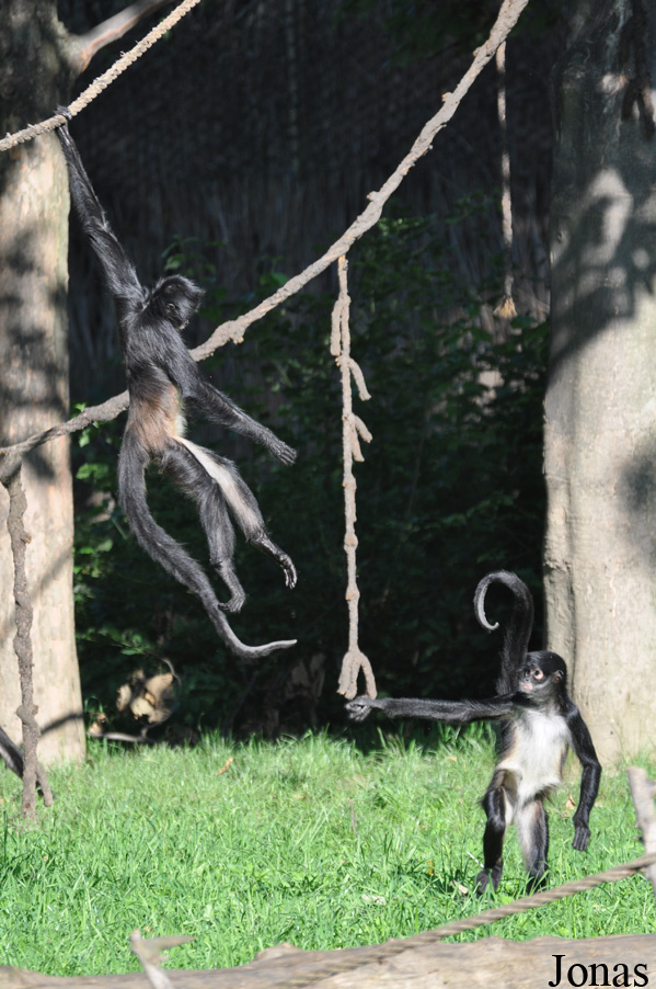 Ateles geoffroyi vellerosus