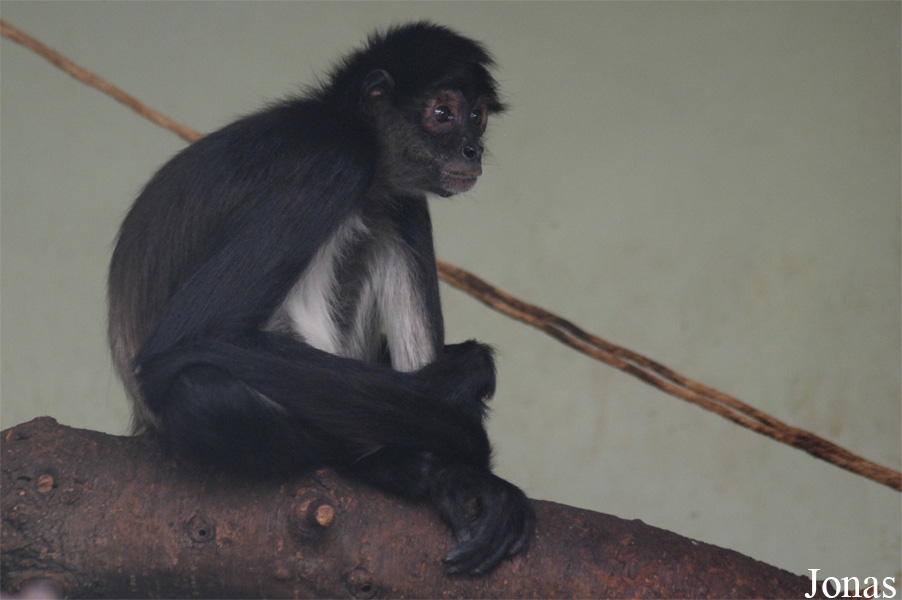 Ateles geoffroyi yucatanensis