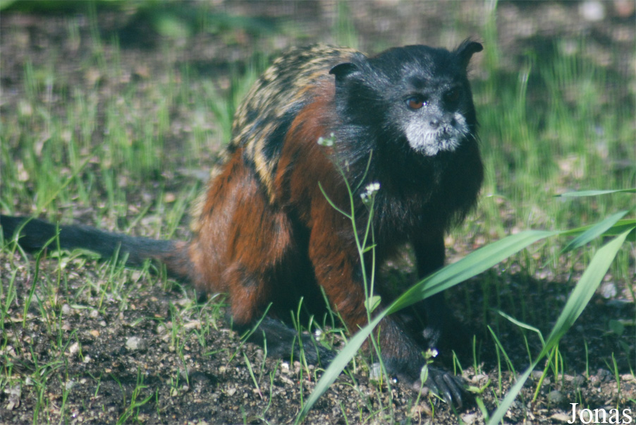 Leontocebus lagonotus