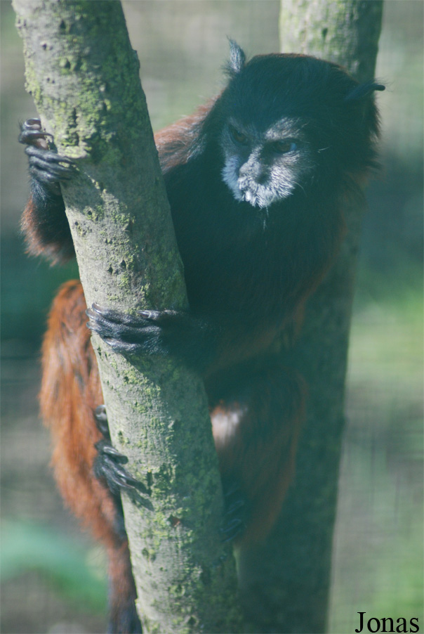 Leontocebus lagonotus