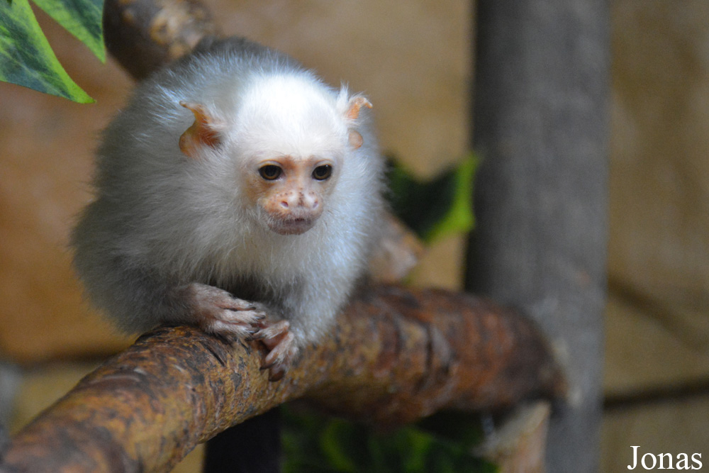 Mico argentatus