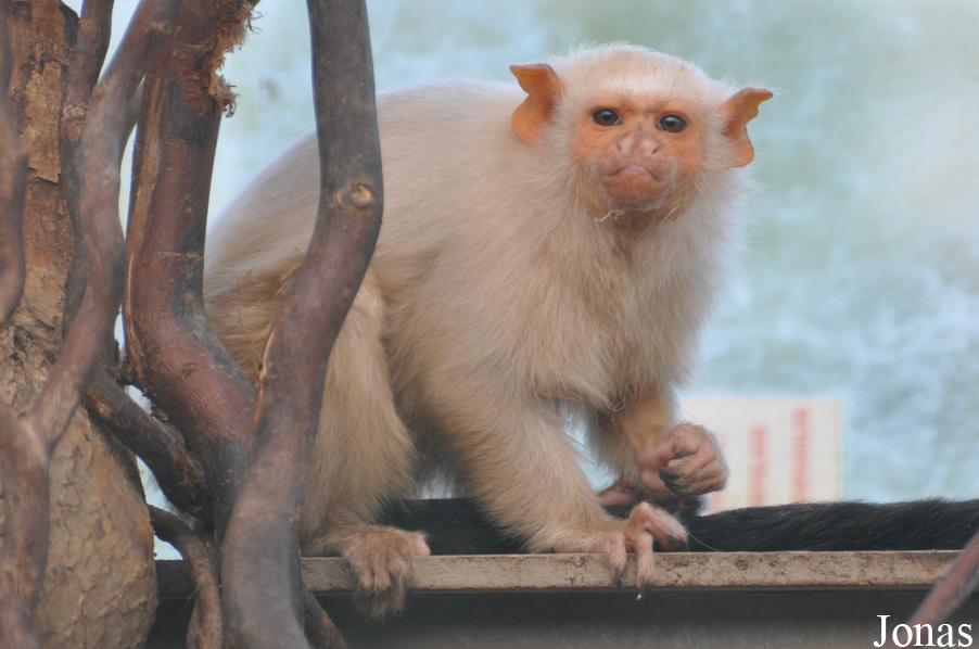 Mico argentatus