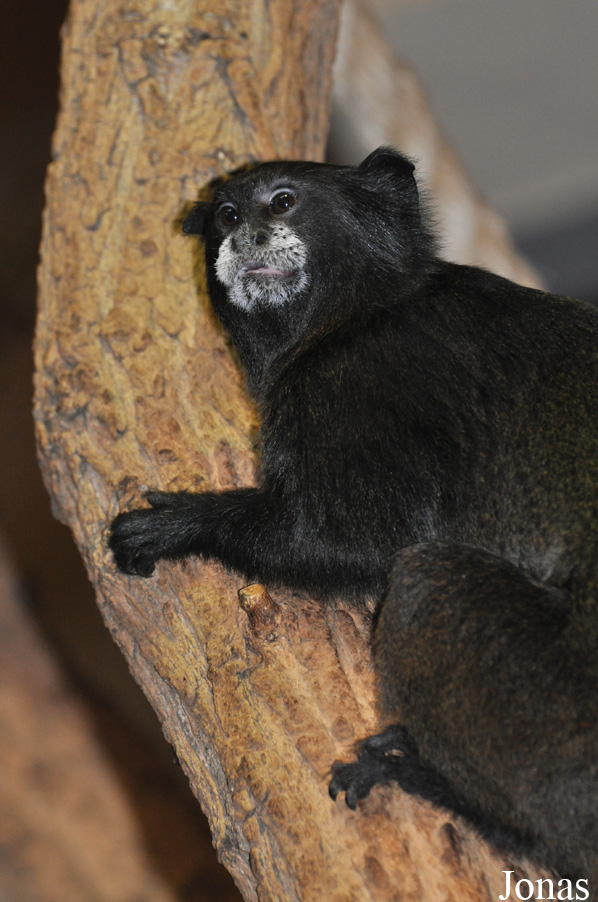 Saguinus graellsi