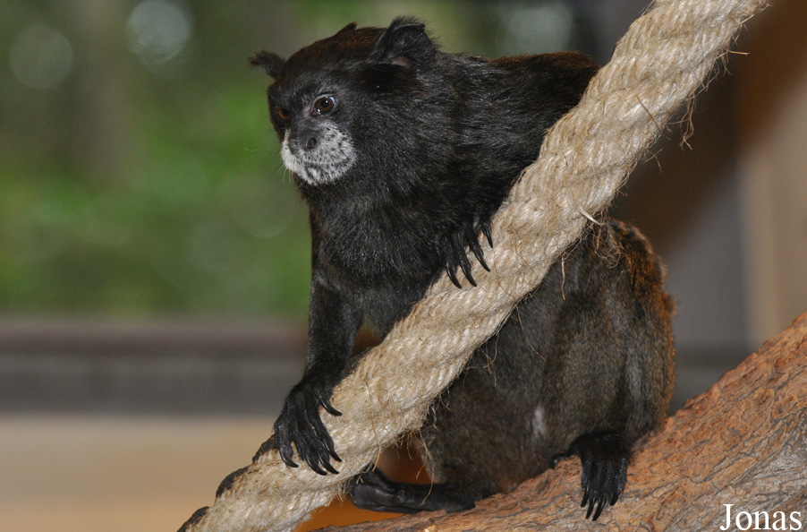 Saguinus graellsi