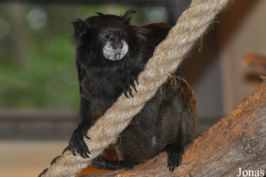 Saguinus graellsi
