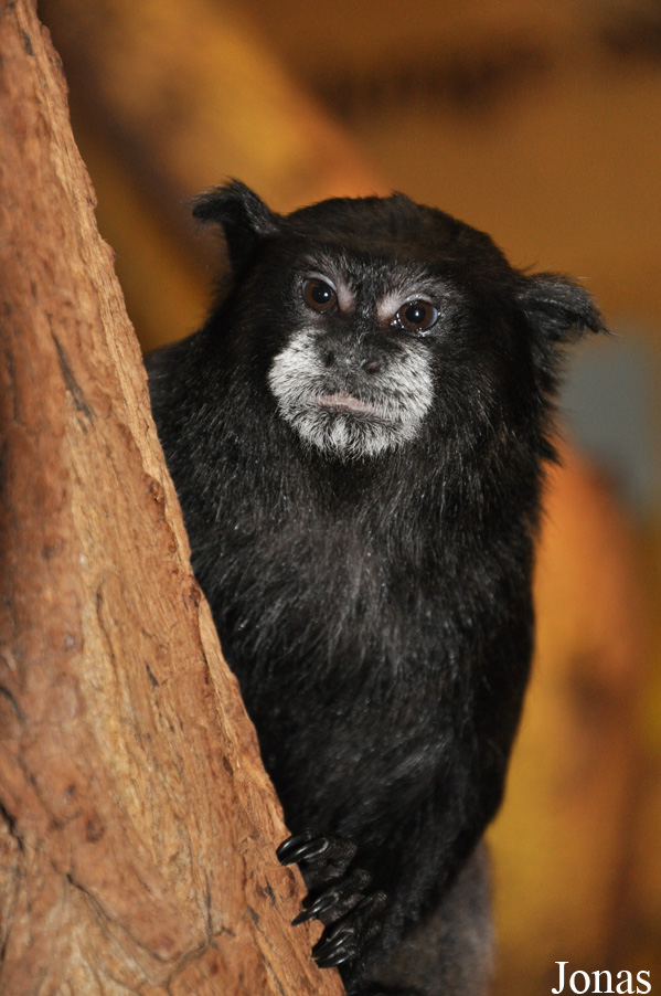 Saguinus graellsi