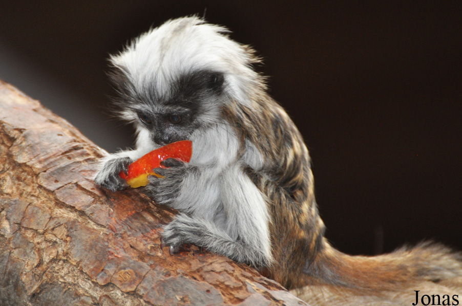 Saguinus oedipus