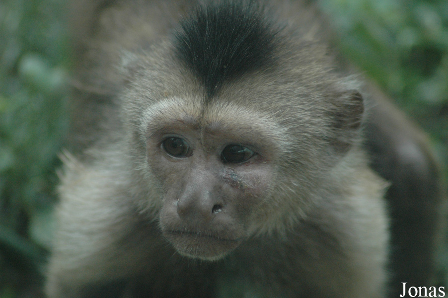 Cebus olivaceus