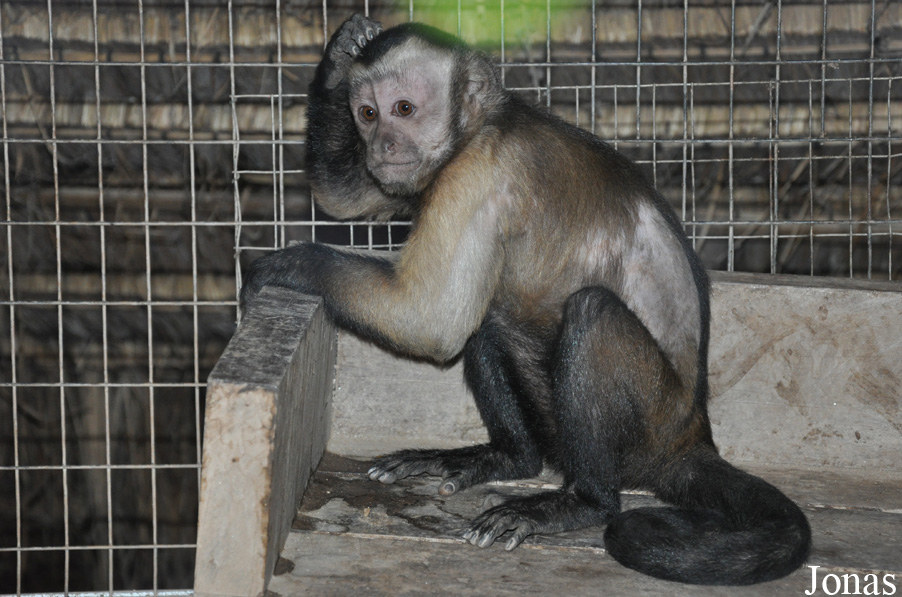 Sapajus apella