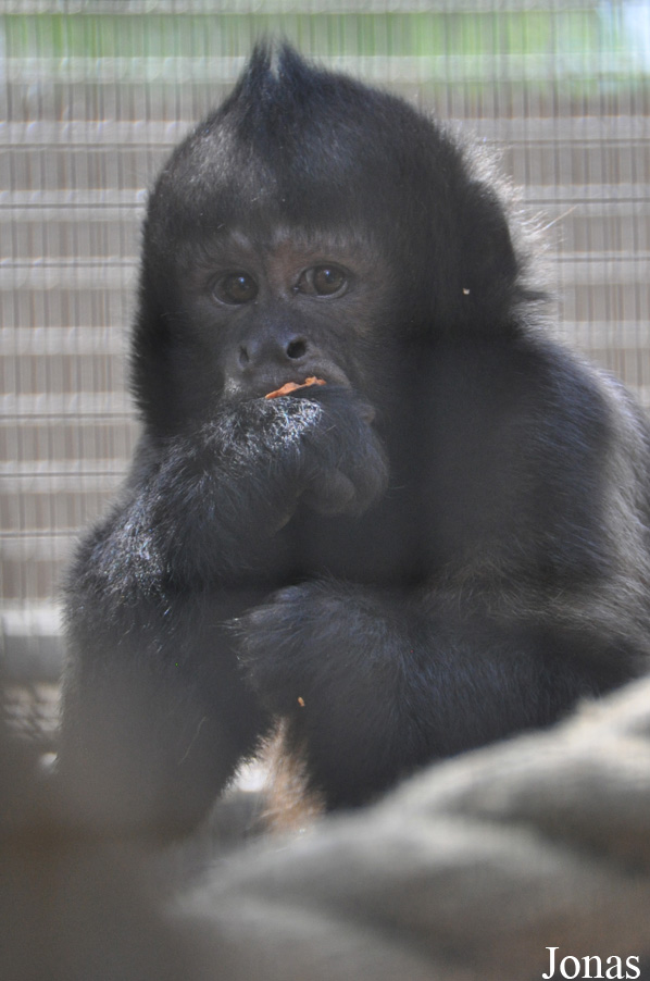 Sapajus robustus