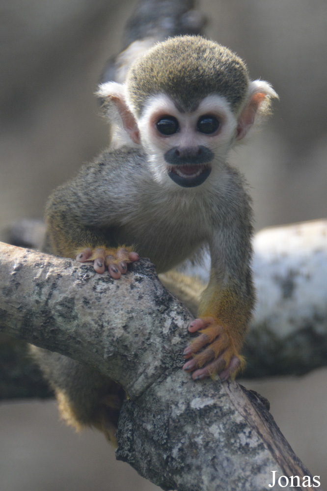 Saimiri sciureus