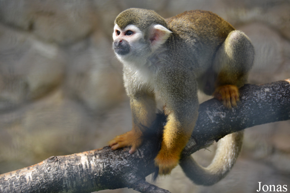Saimiri sciureus