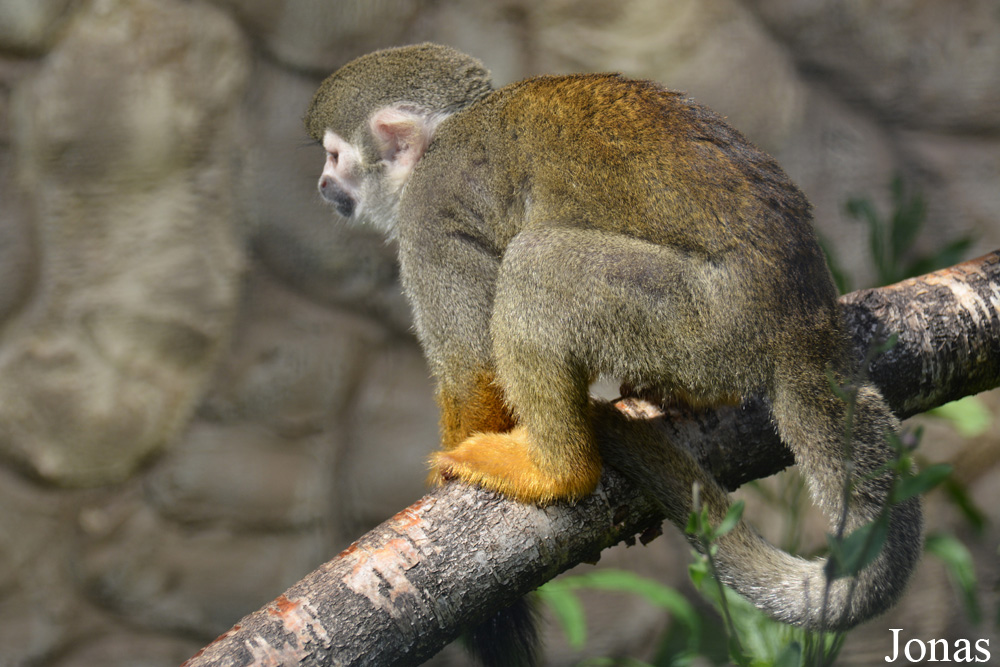 Saimiri sciureus