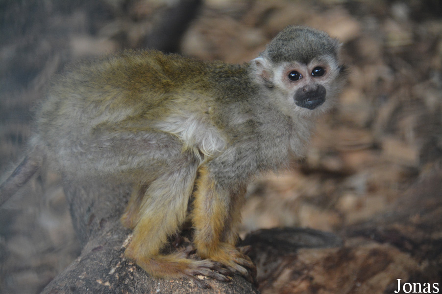Saimiri sciureus
