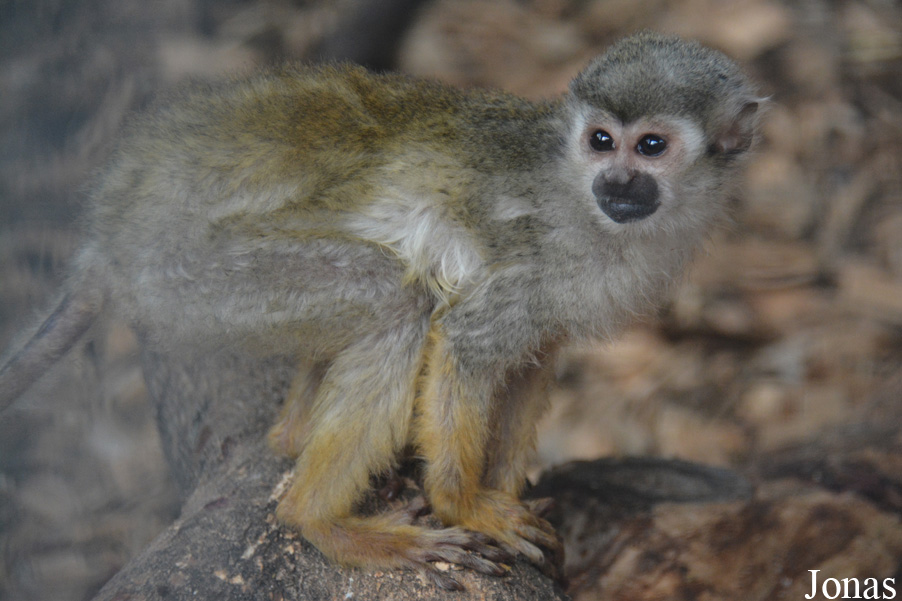 Saimiri sciureus