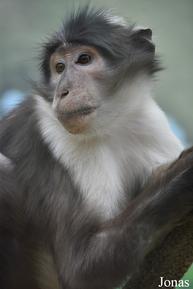 Cercocebus lunulatus