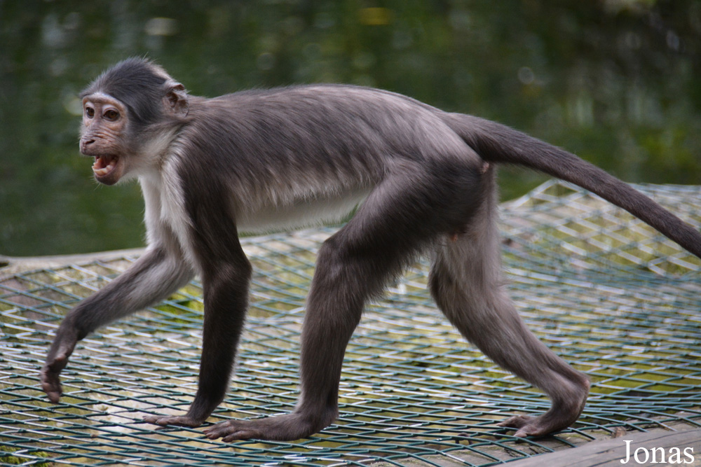 Cercocebus lunulatus
