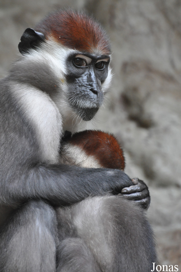 Cercocebus torquatus