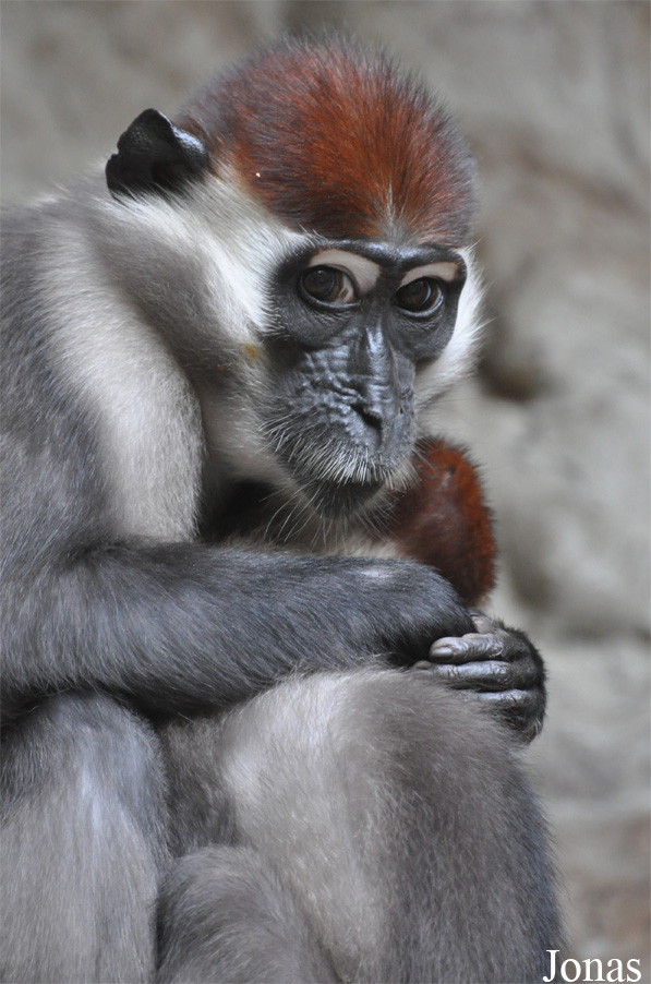 Cercocebus torquatus