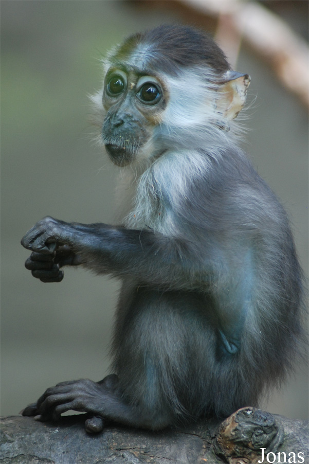 Cercocebus torquatus