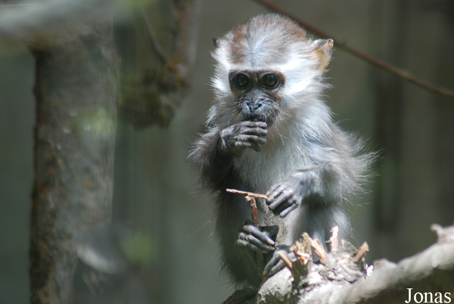 Cercocebus torquatus