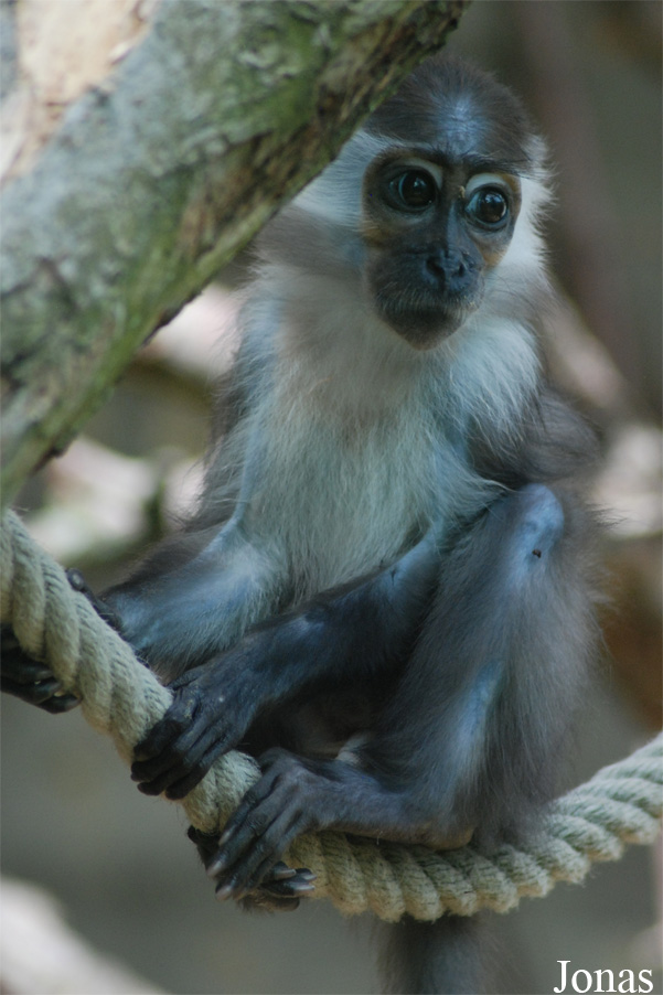 Cercocebus torquatus