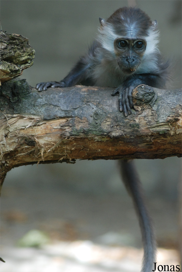 Cercocebus torquatus