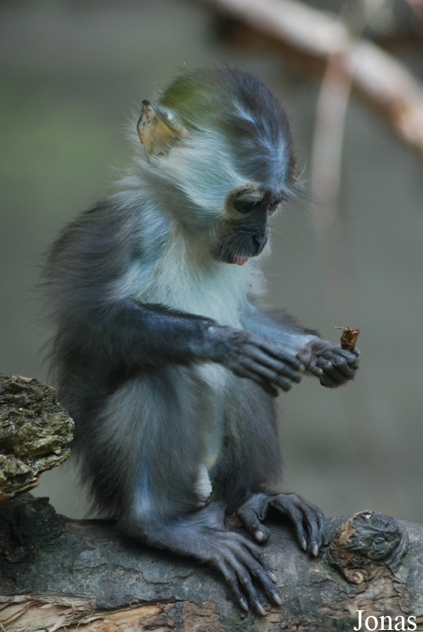 Cercocebus torquatus