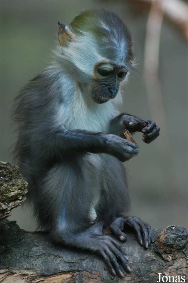 Cercocebus torquatus
