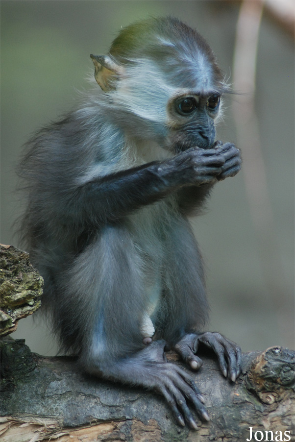 Cercocebus torquatus