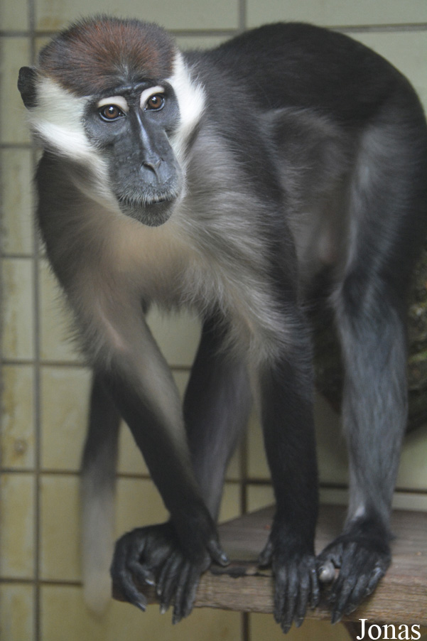 Cercocebus torquatus