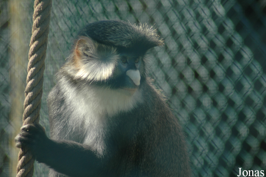 Cercopithecus ascanius schmidti