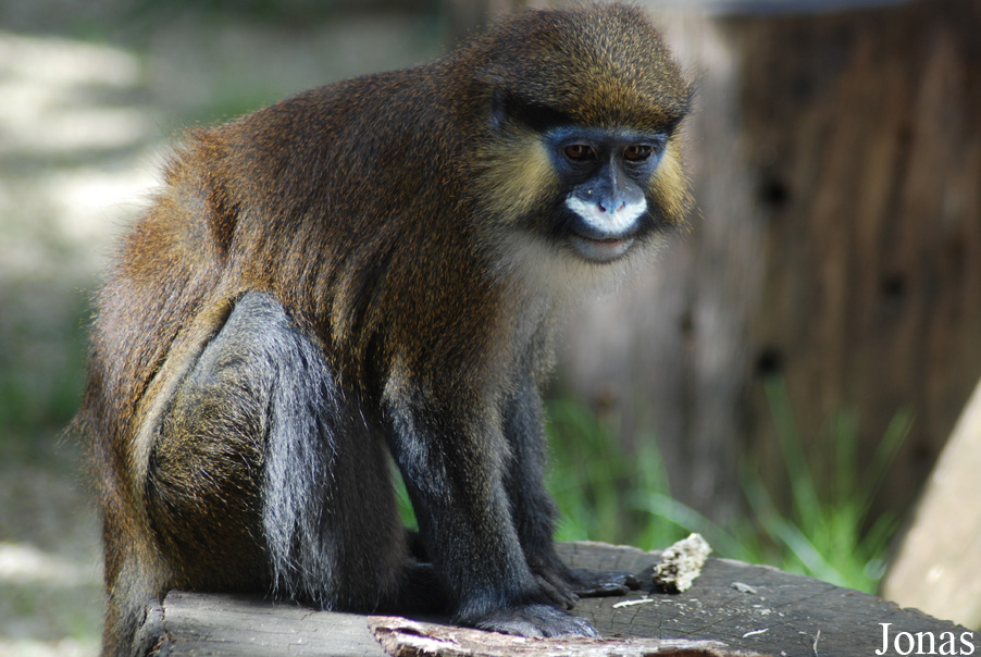 Cercopithecus cephus