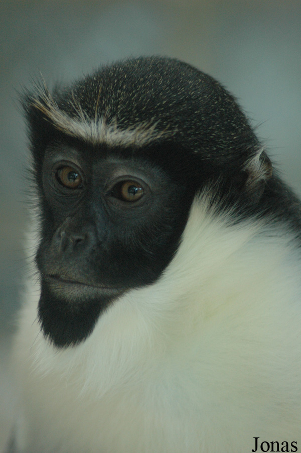 Cercopithecus diana