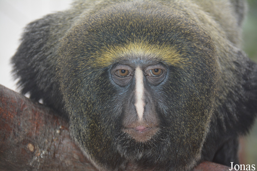 Cercopithecus hamlyni