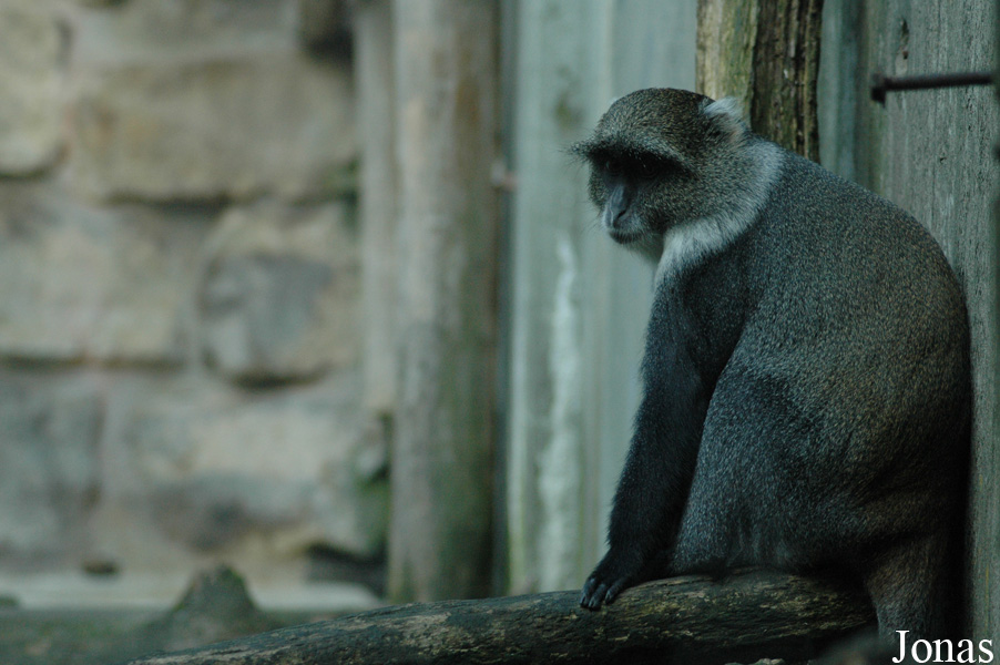 Cercopithecus mitis