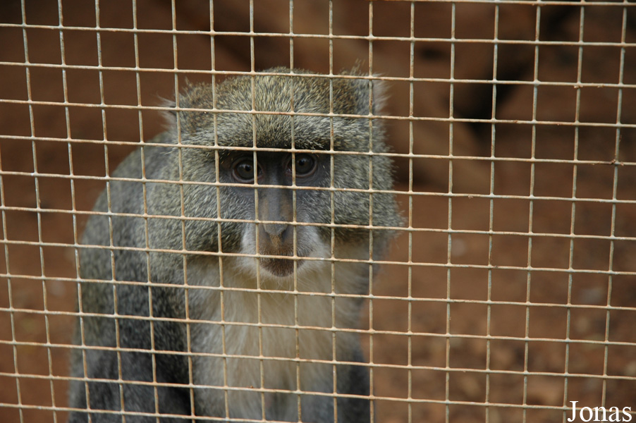Cercopithecus mitis albogularis