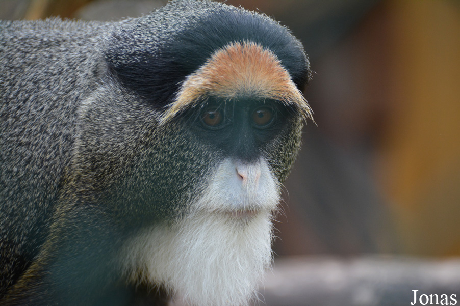 Cercopithecus neglectus