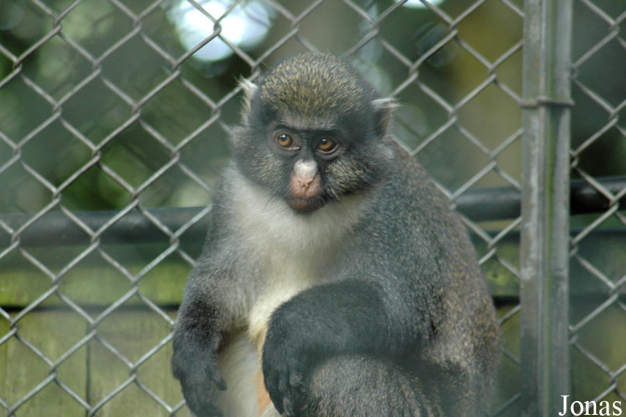 Cercopithecus petaurista