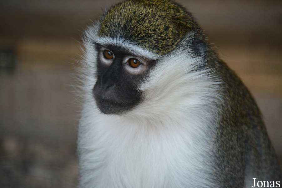 Chlorocebus aethiops
