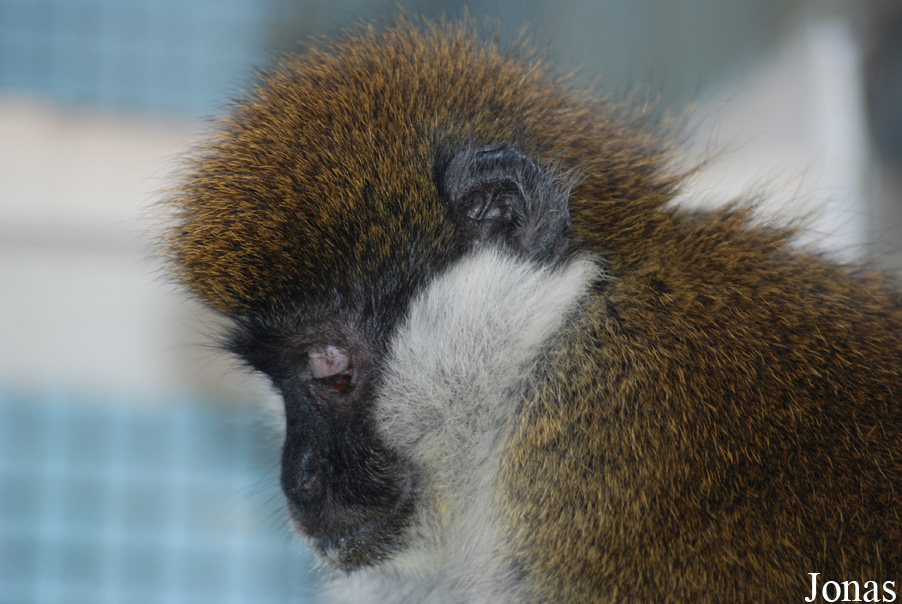 Chlorocebus djamdjamensis