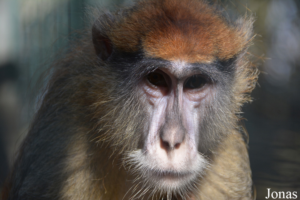 Erythrocebus patas